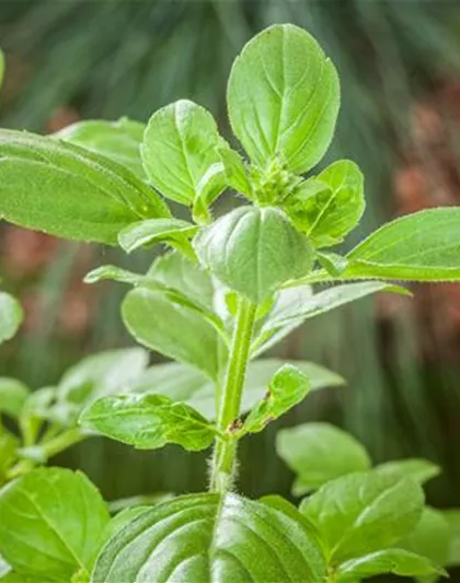 FRISCHE KRäUTER AUS ITALIEN