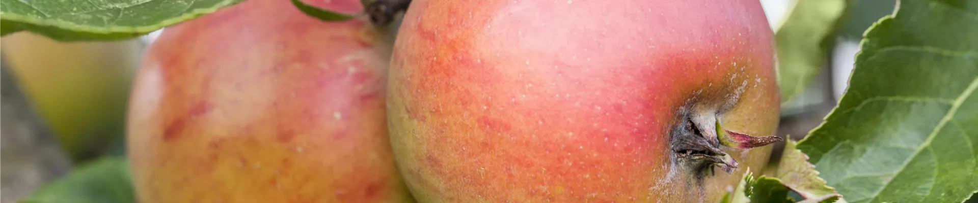 Malus domestica