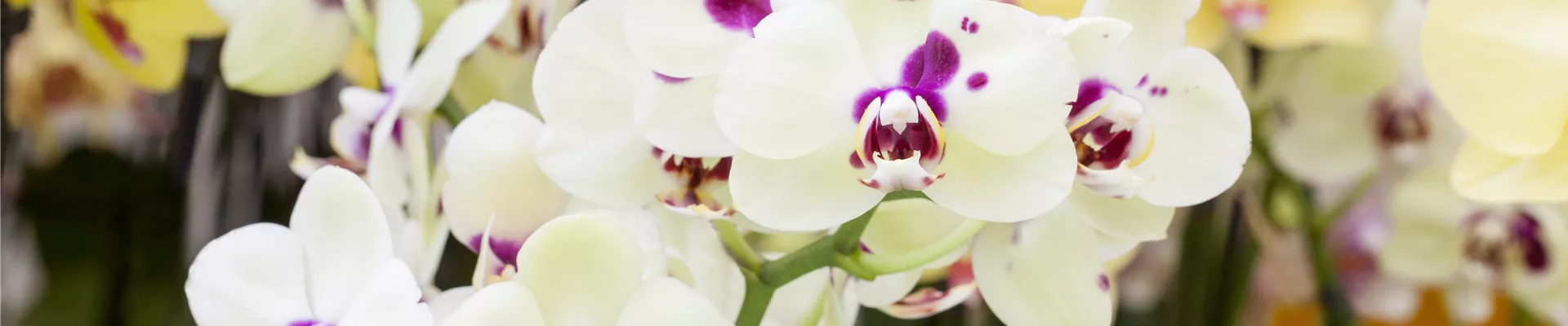 Phalaenopsis