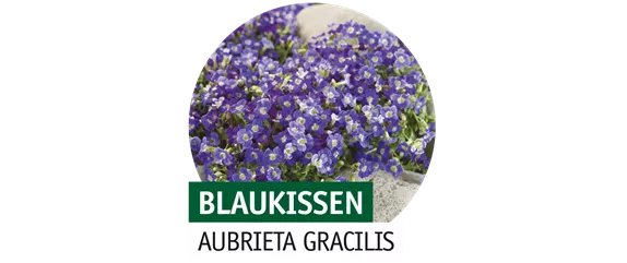 STAUDENVIELFALT!