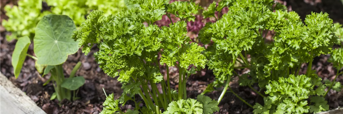 Petroselinum crispum