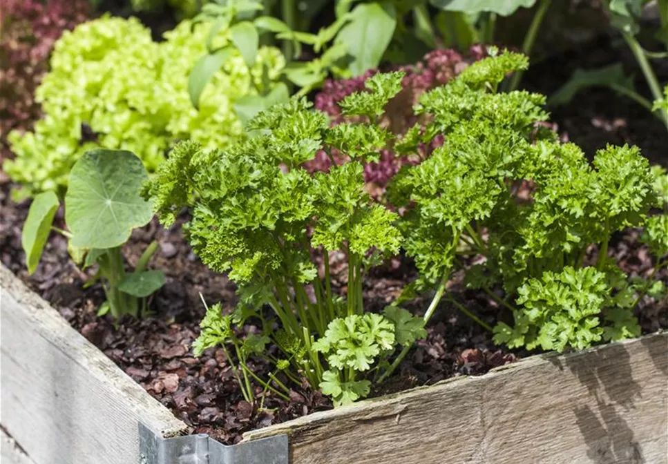 DAS DIY-HOCHBEET!