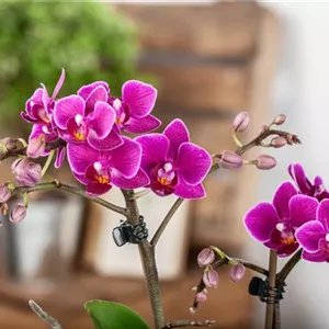Pflanze des Monats Januar: Orchidee