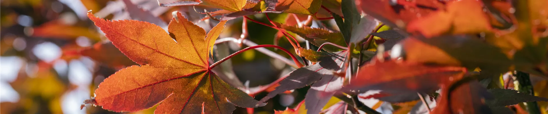 Acer