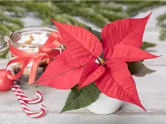 ZIMMERPFLANZEN ZU WEIHNACHTEN