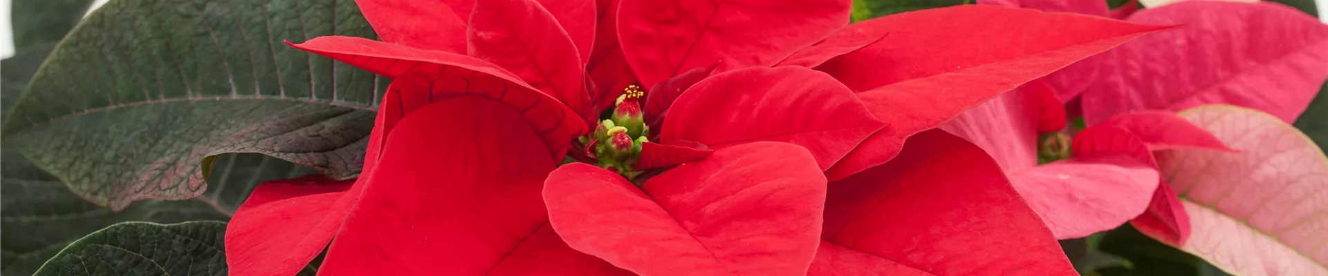 Euphorbia pulcherrima, rot