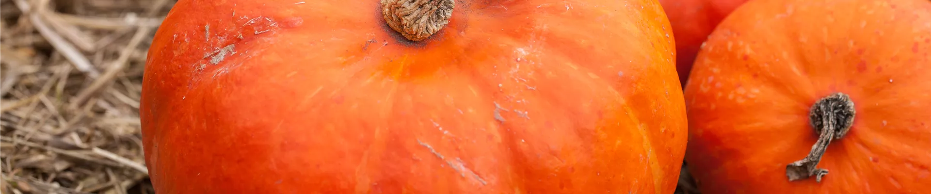 Cucurbita maxima