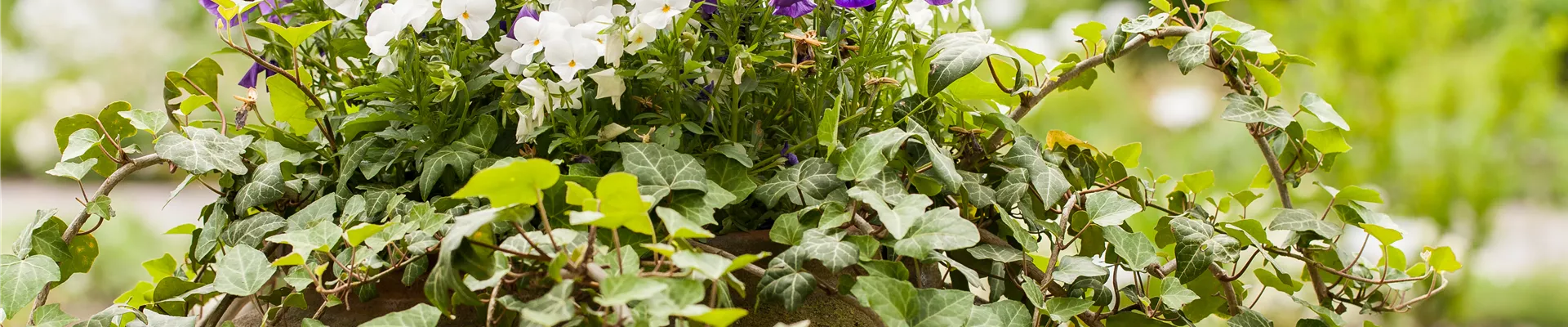 Viola cornuta